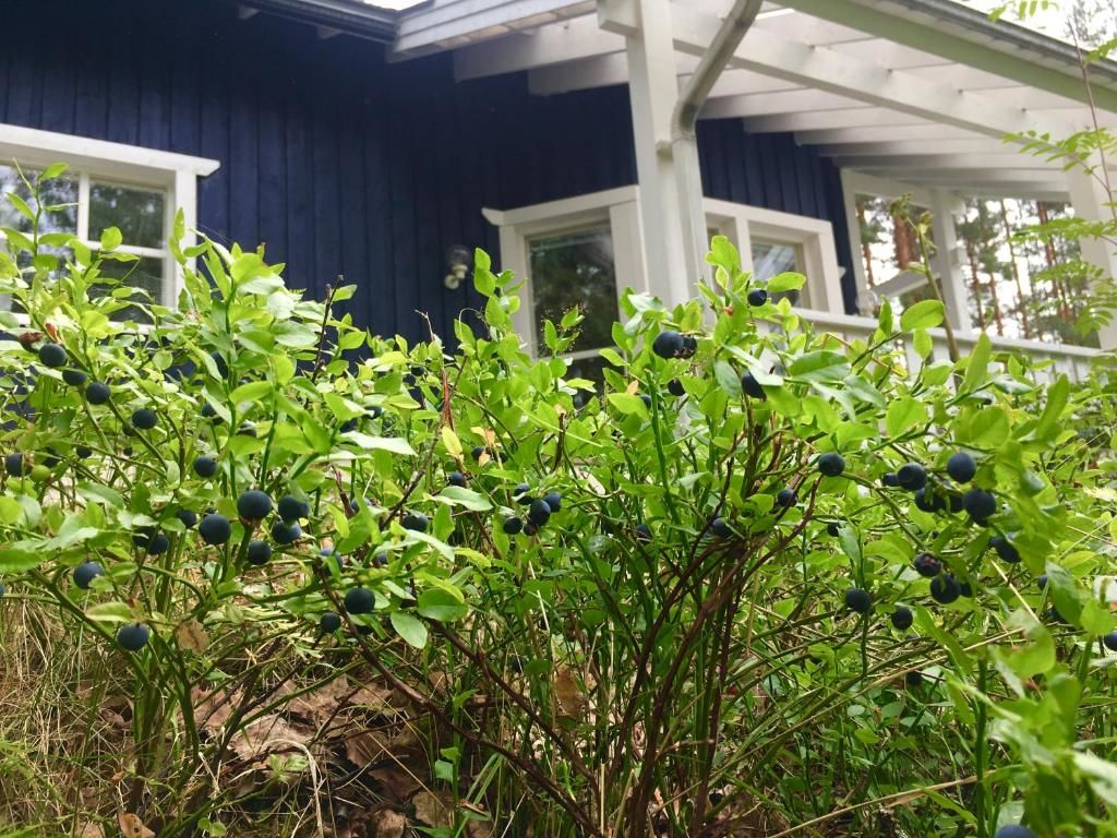 Виллы Blueberry Villa at Saimaa Lakeside Тайпалсаари-56